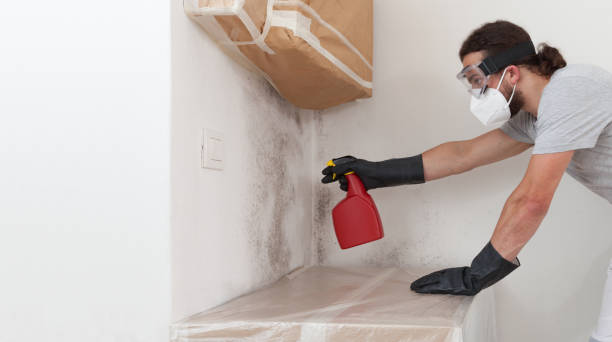 Professional Black Mold Remediation technician working in Benzonia, MI