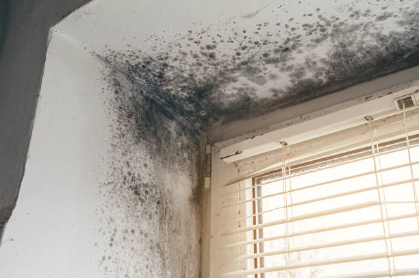 Affordable Black Mold Remediation solutions in Benzonia, MI